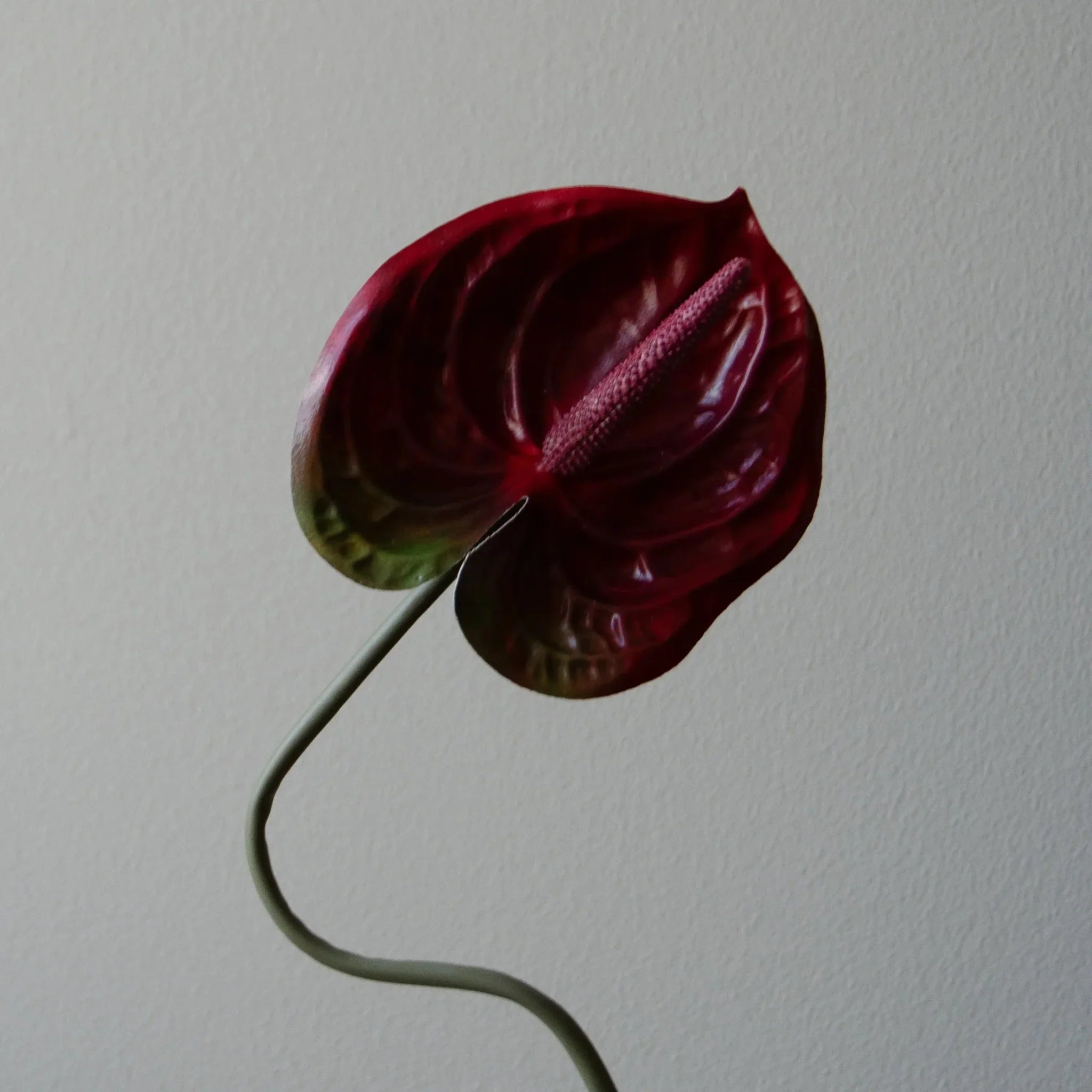 Anthurium blomst - mørkerød